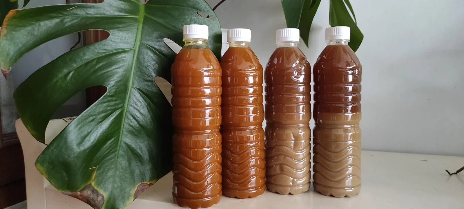 Jamu Cilacap