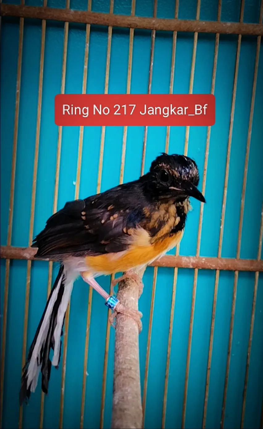Jangkar Bf Cilacap