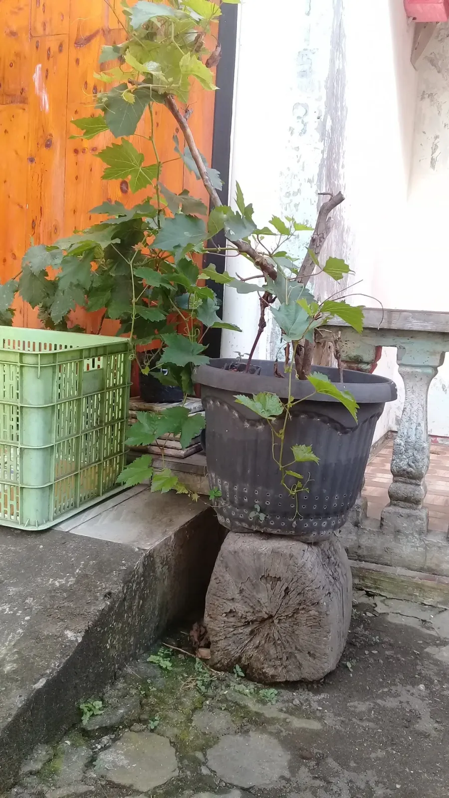 Jual Bibit Anggur