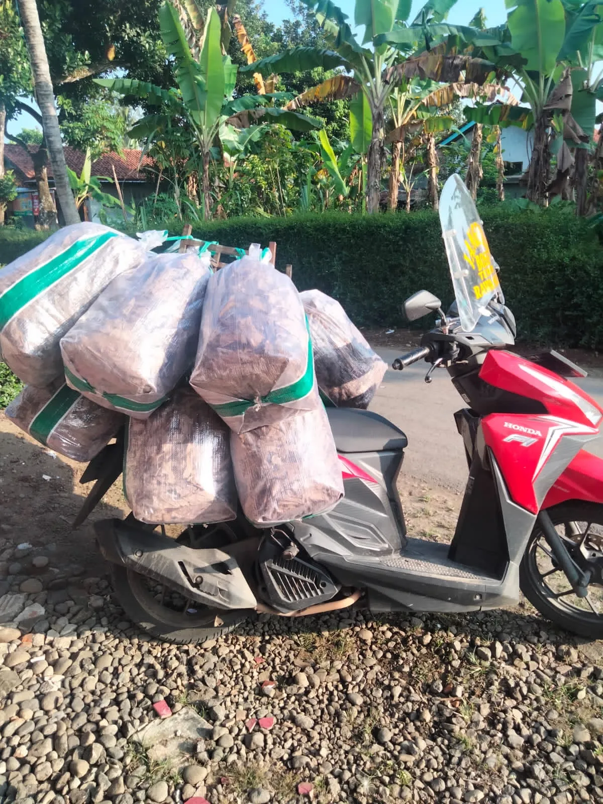 Jual Jangkrik