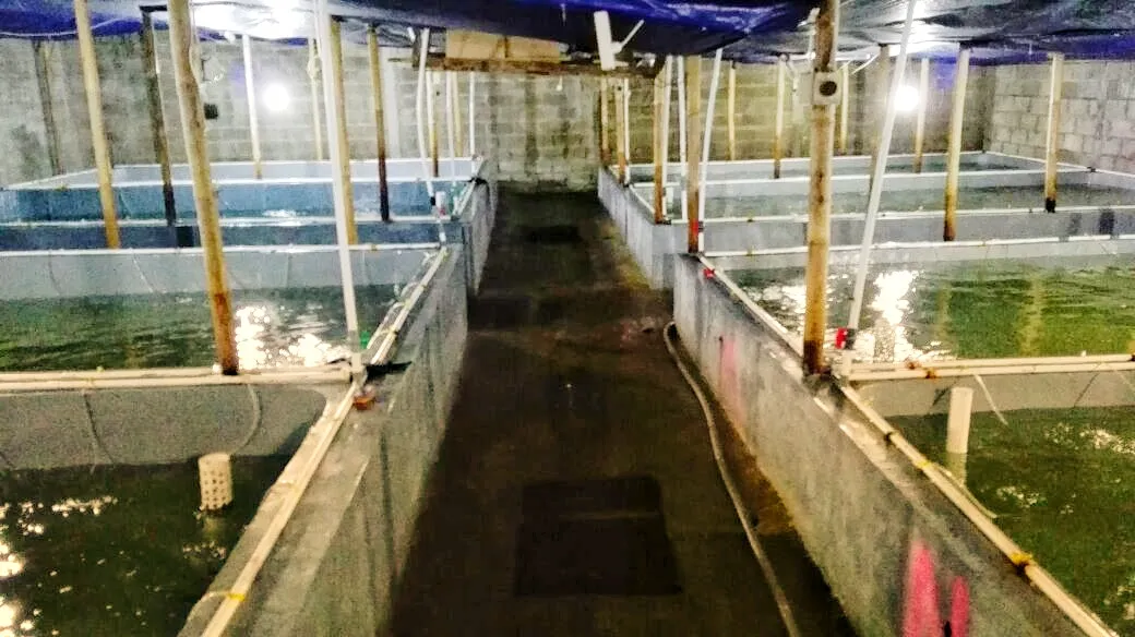 Jual Nauply Bibit Udang Central Windu Jaya