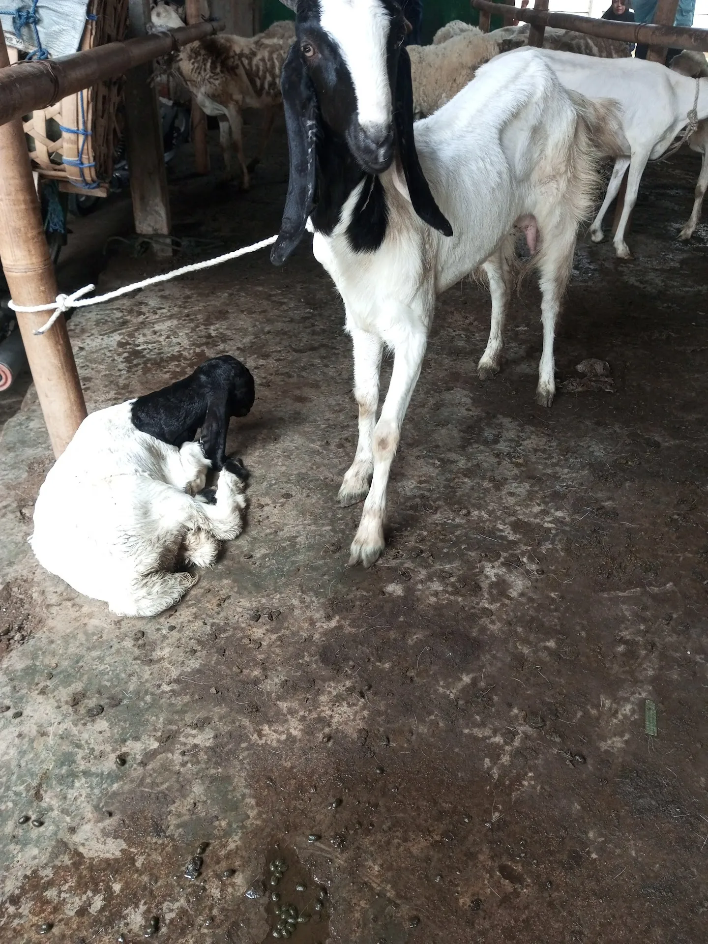 Jual Sapi&kambing qurban akikah , tetes tebu konsentrat taxibarang