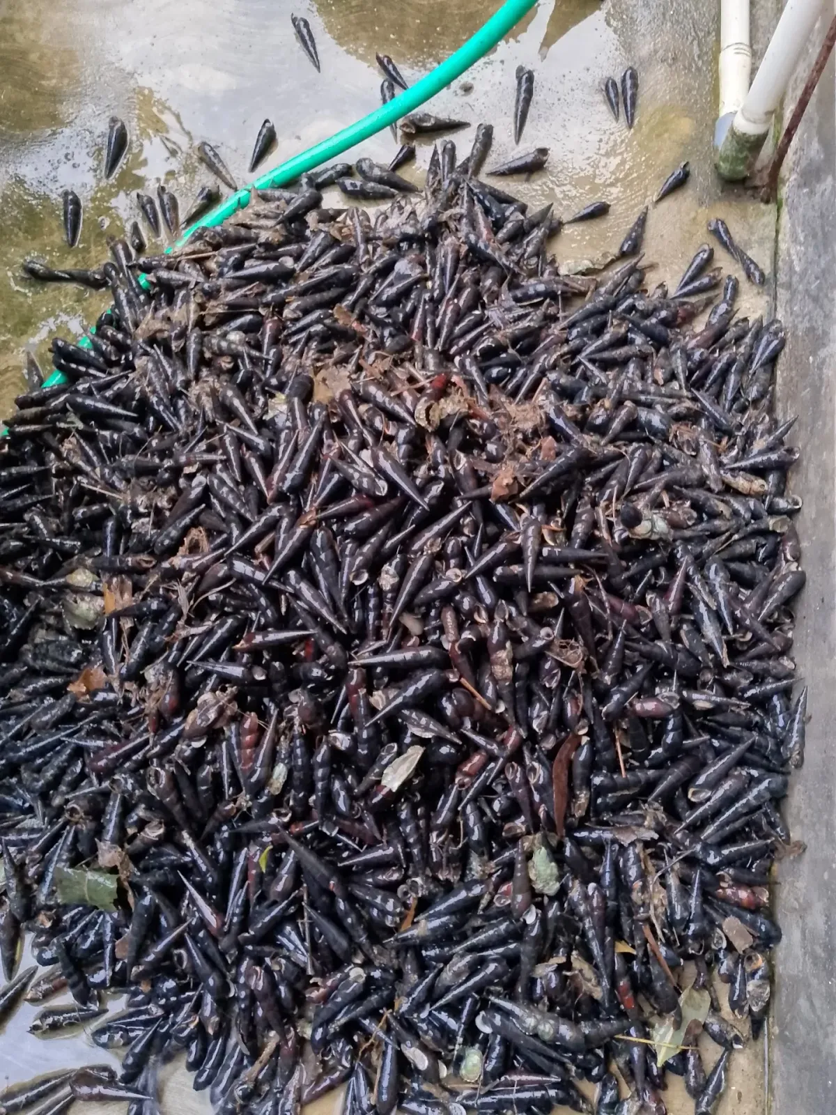 Jual