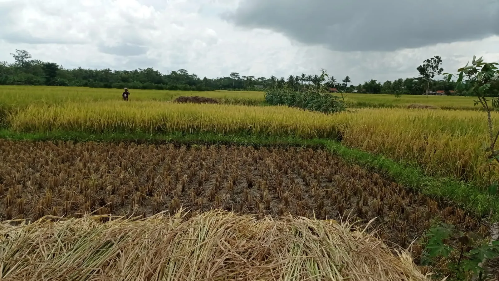 Kalijaran