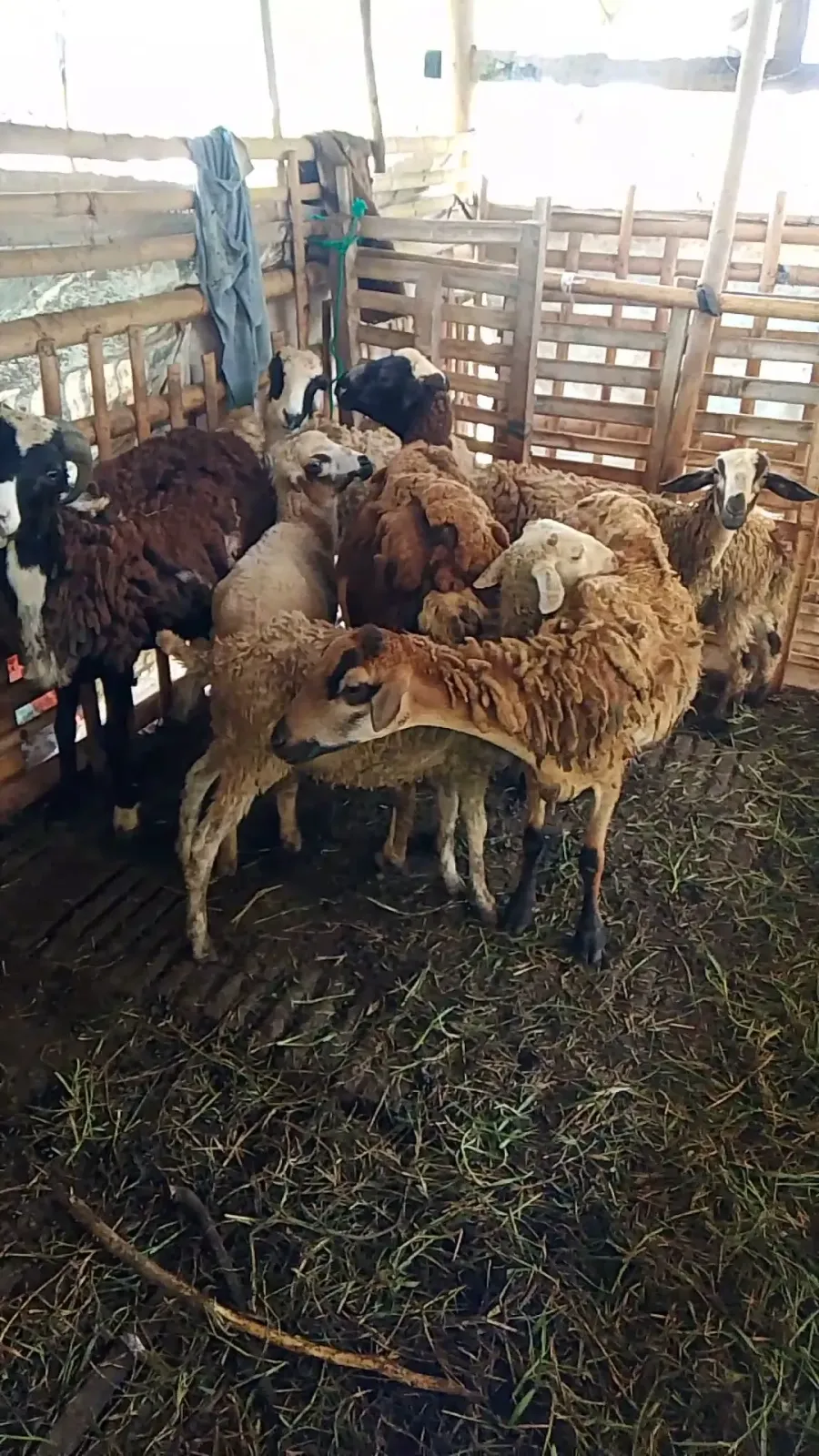 Kandang Kambing & Domba