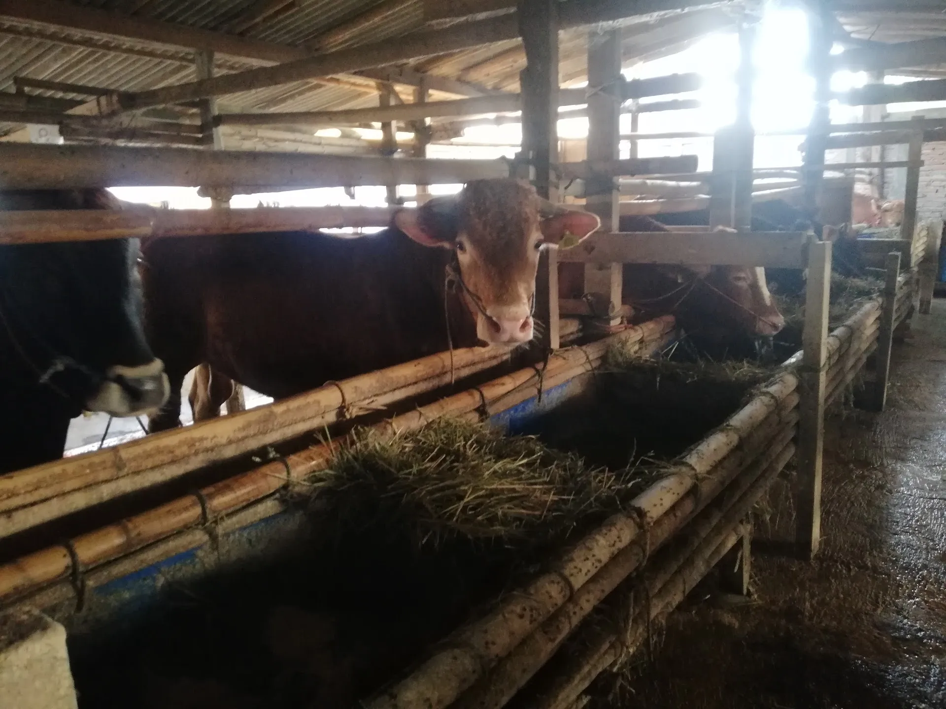Kandang sapi pak haryadi