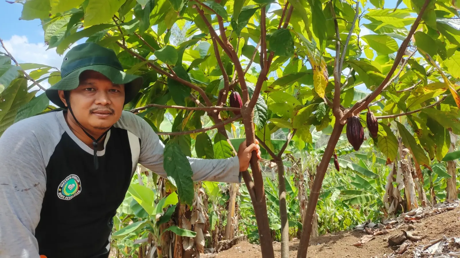 Kebun kakao Edukasi Kedungborang