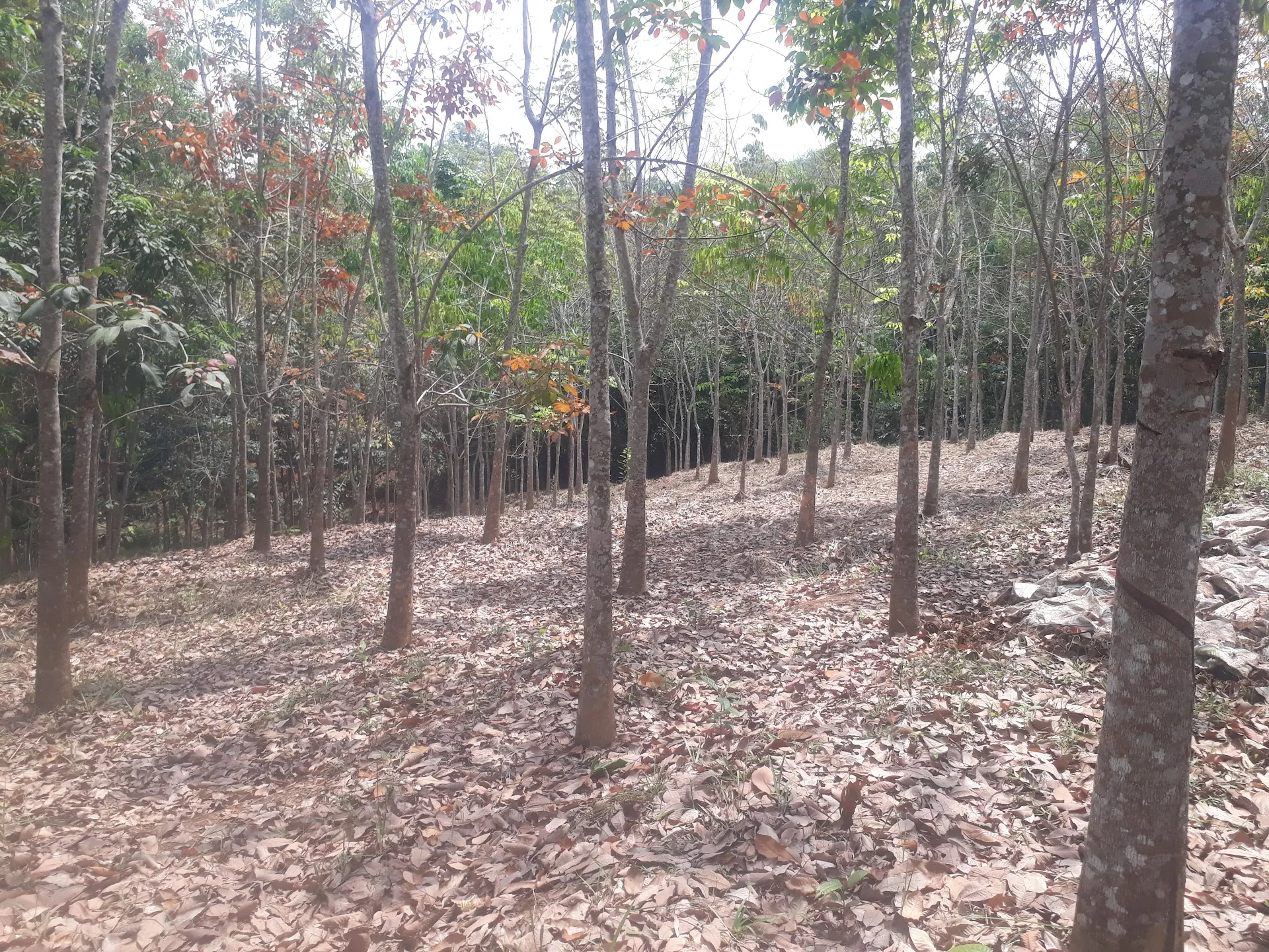 Kebun karet rayyan dan rafa curug jambusari