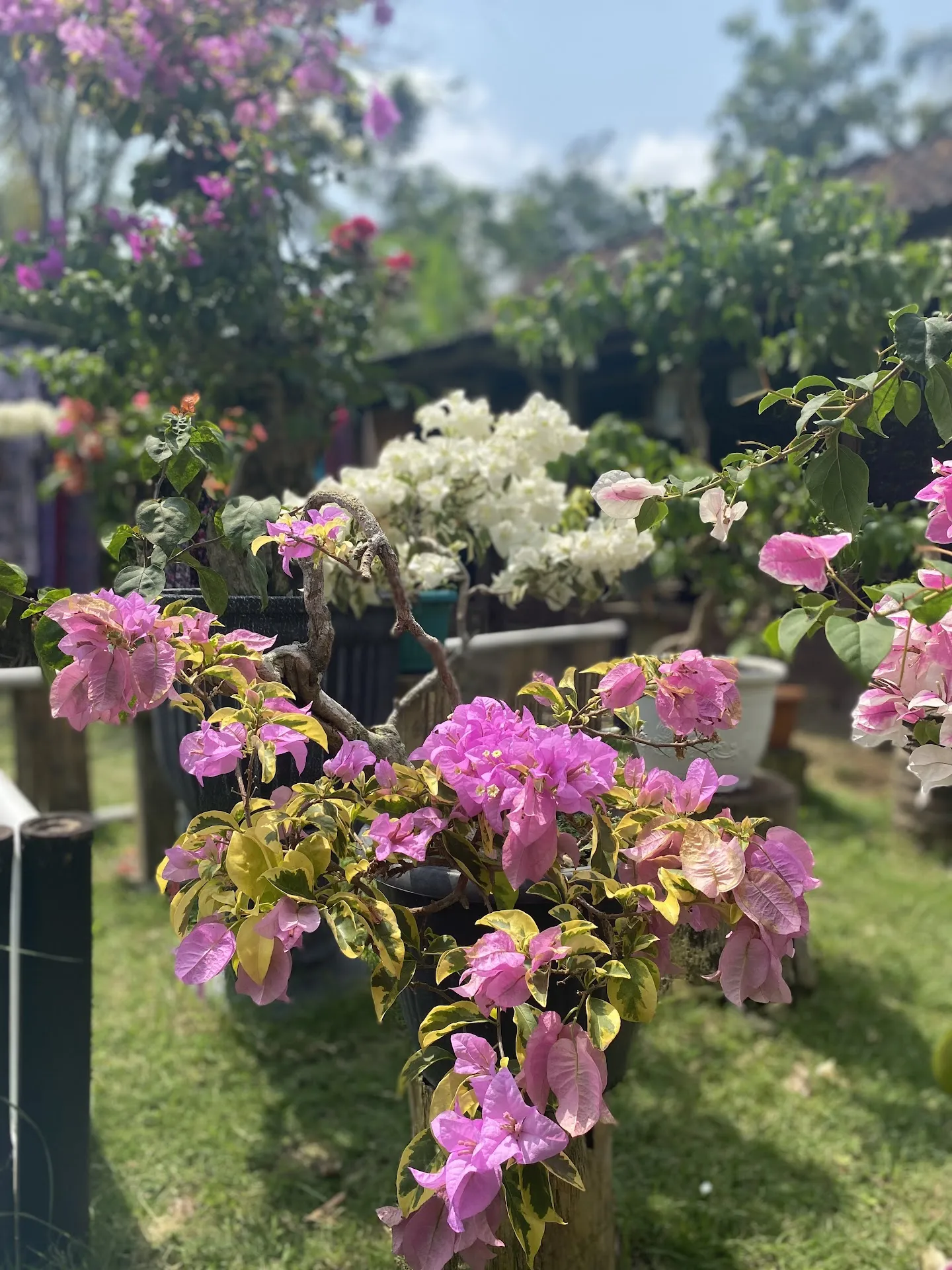 Kedung sawangan