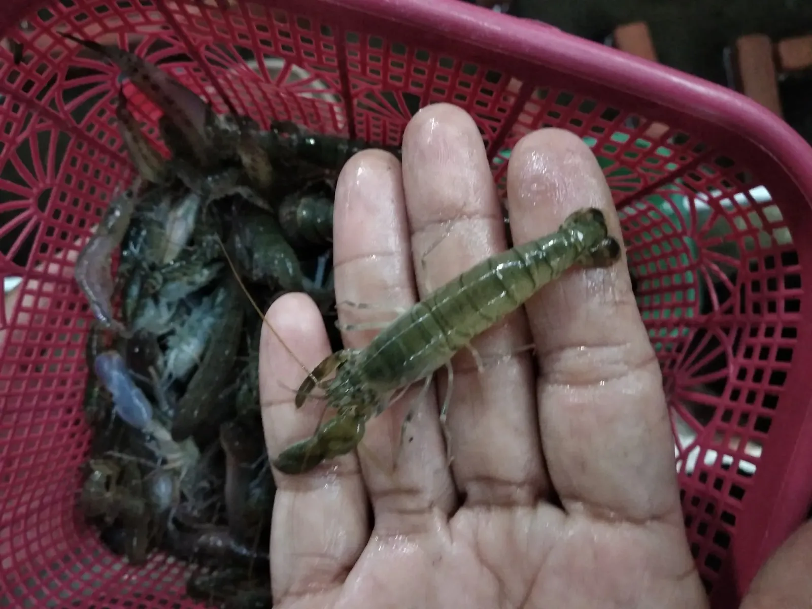 kembu saliwangi