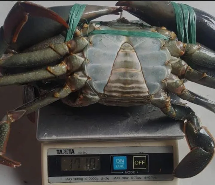 Kepiting fres