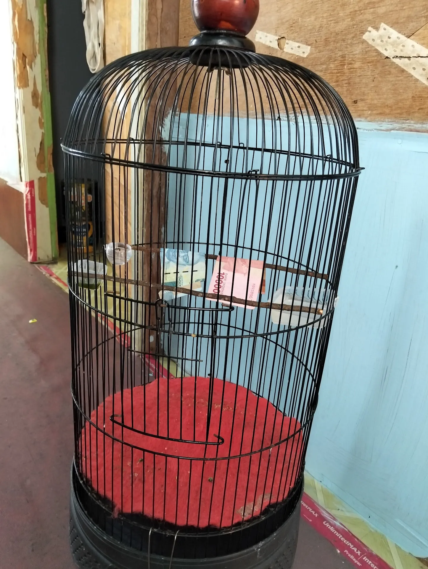 Kicau burung kecil