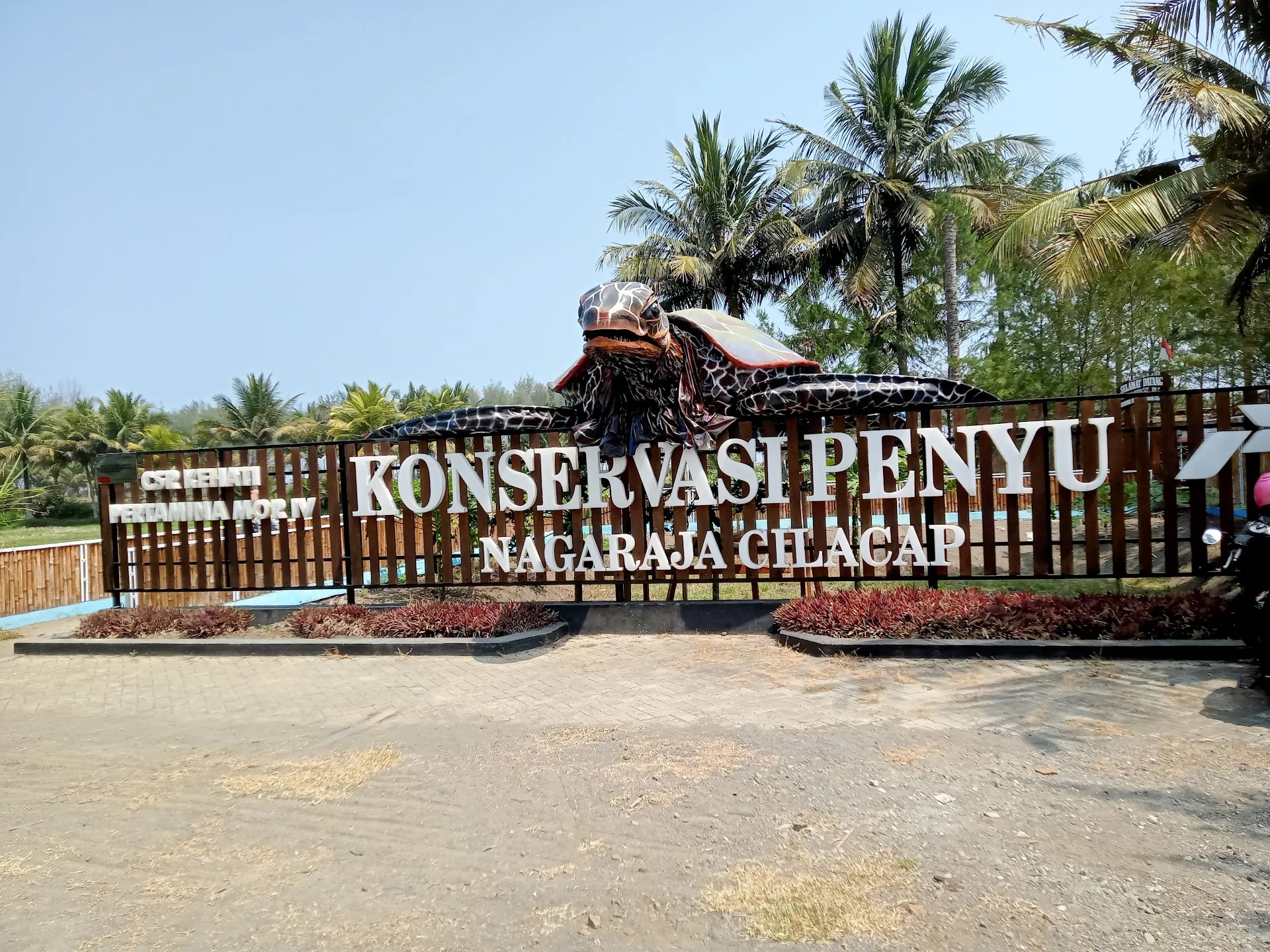 Konservasi penyu cilacap
