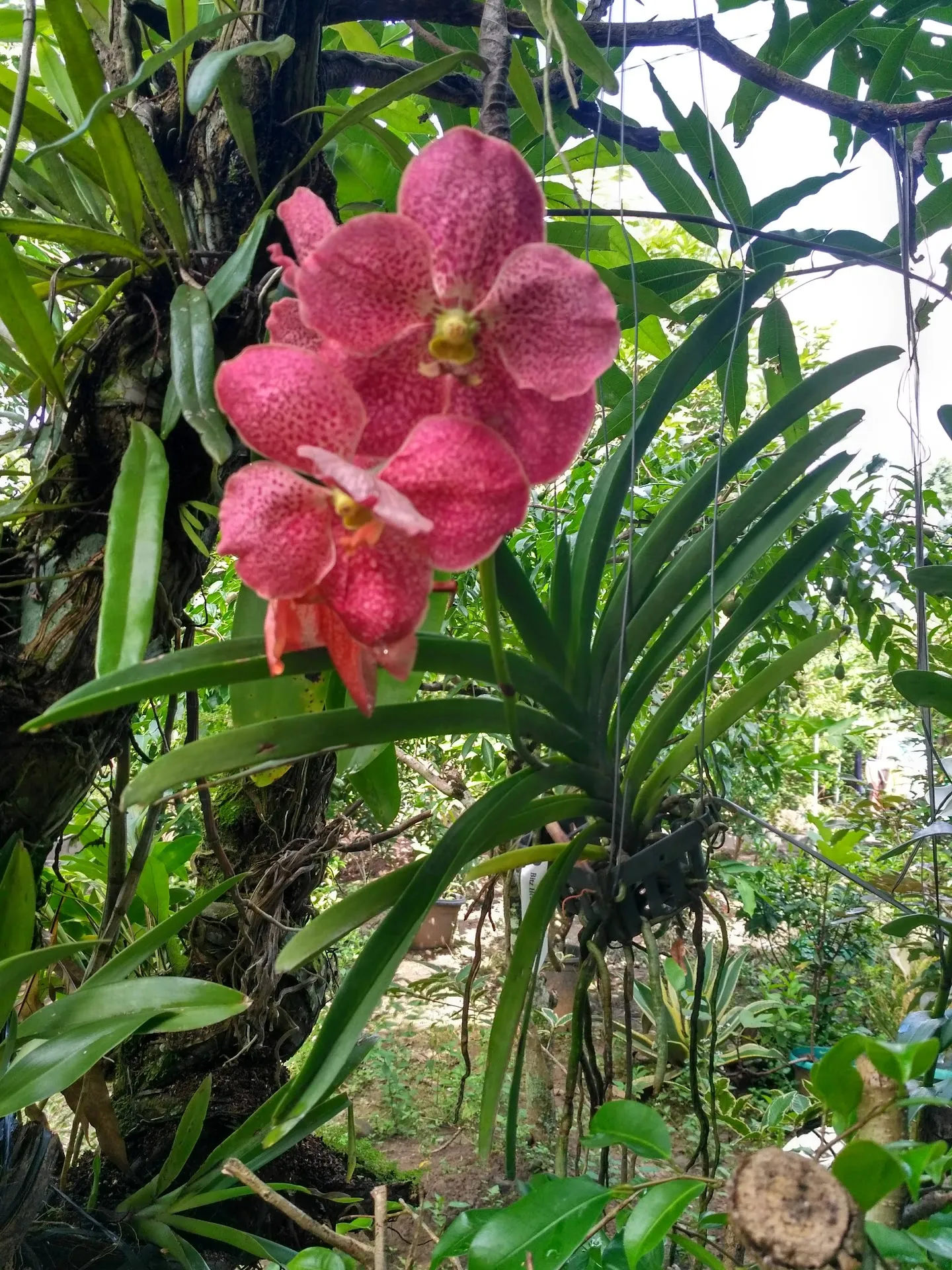 KUTAMAYA