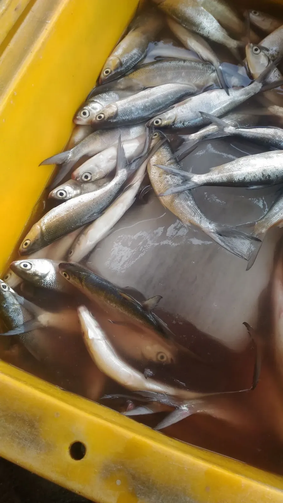 Lapak lengkong
