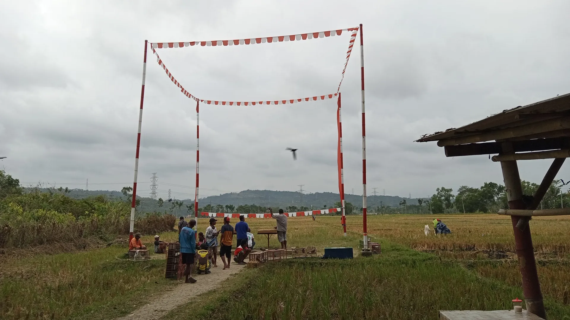 Lapak Merpati PANSER