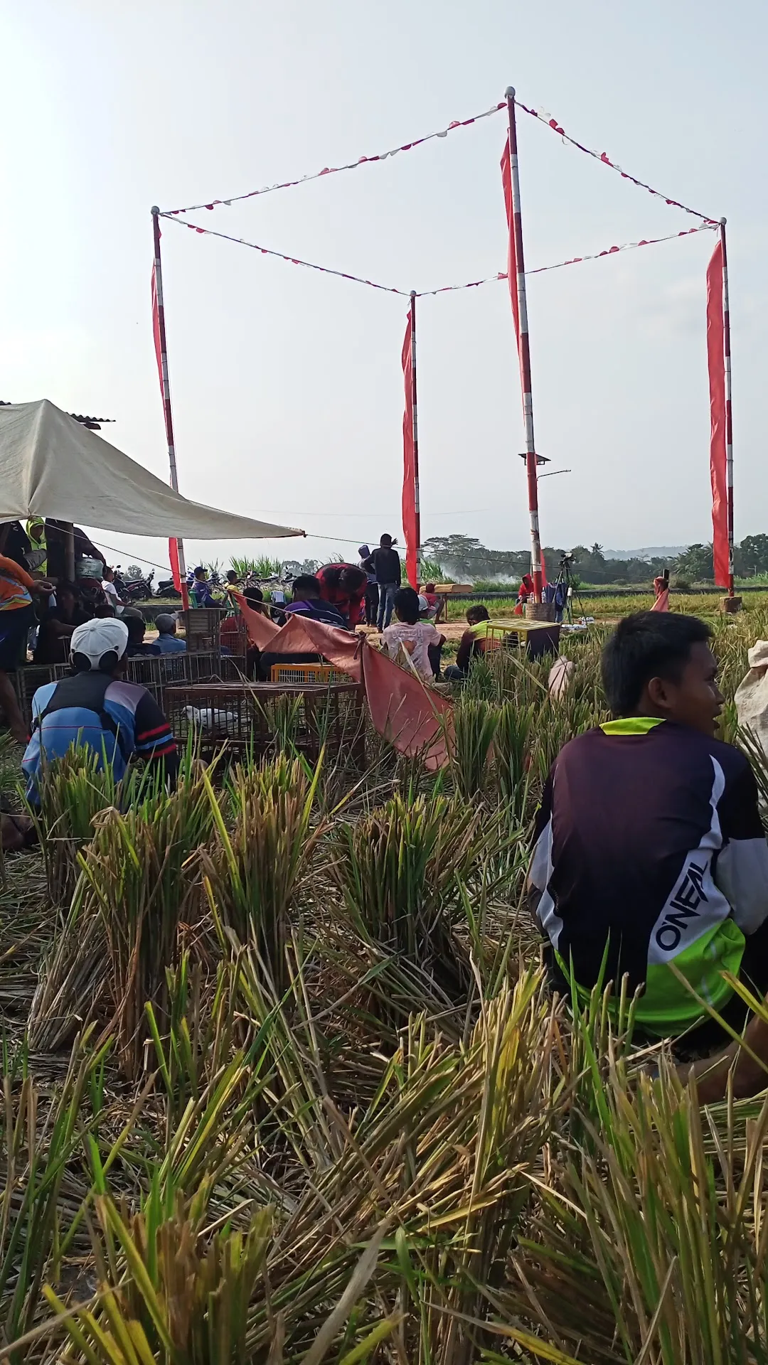 Lapak rimba
