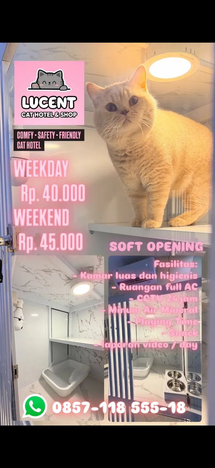 LUCENT Cat Hotel & Shop