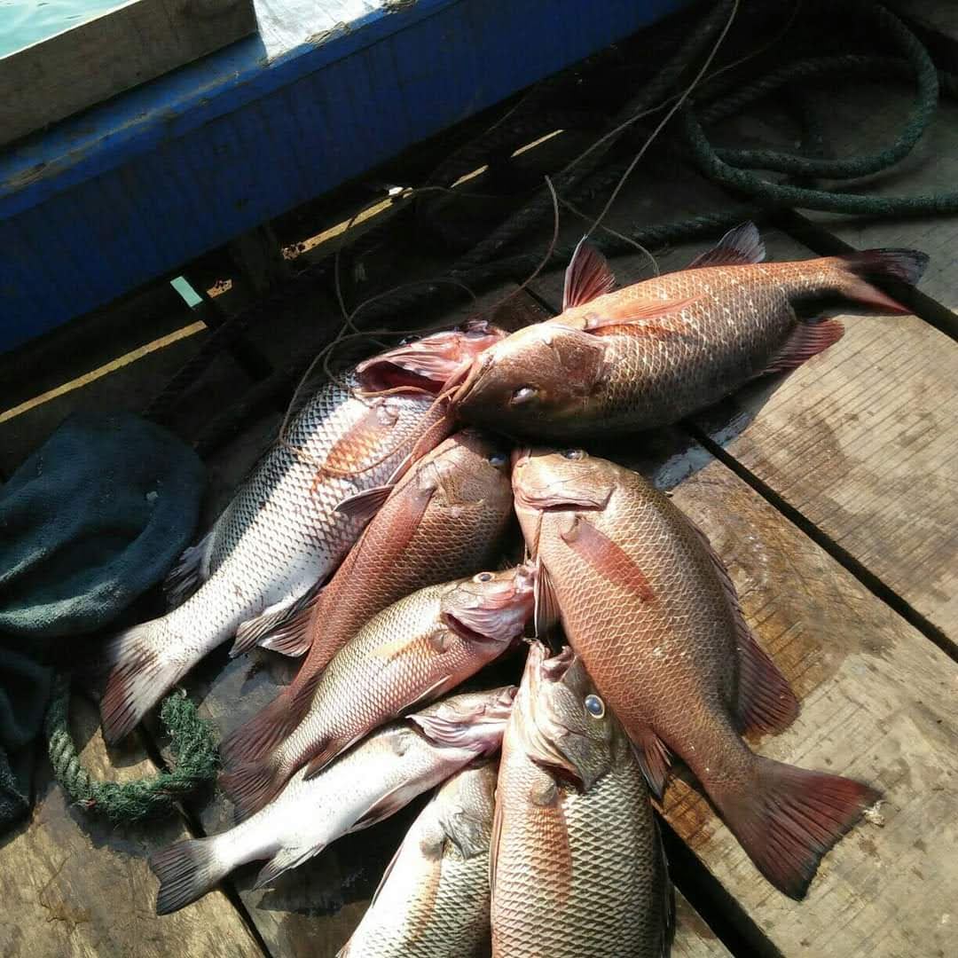 MANCING MANIA