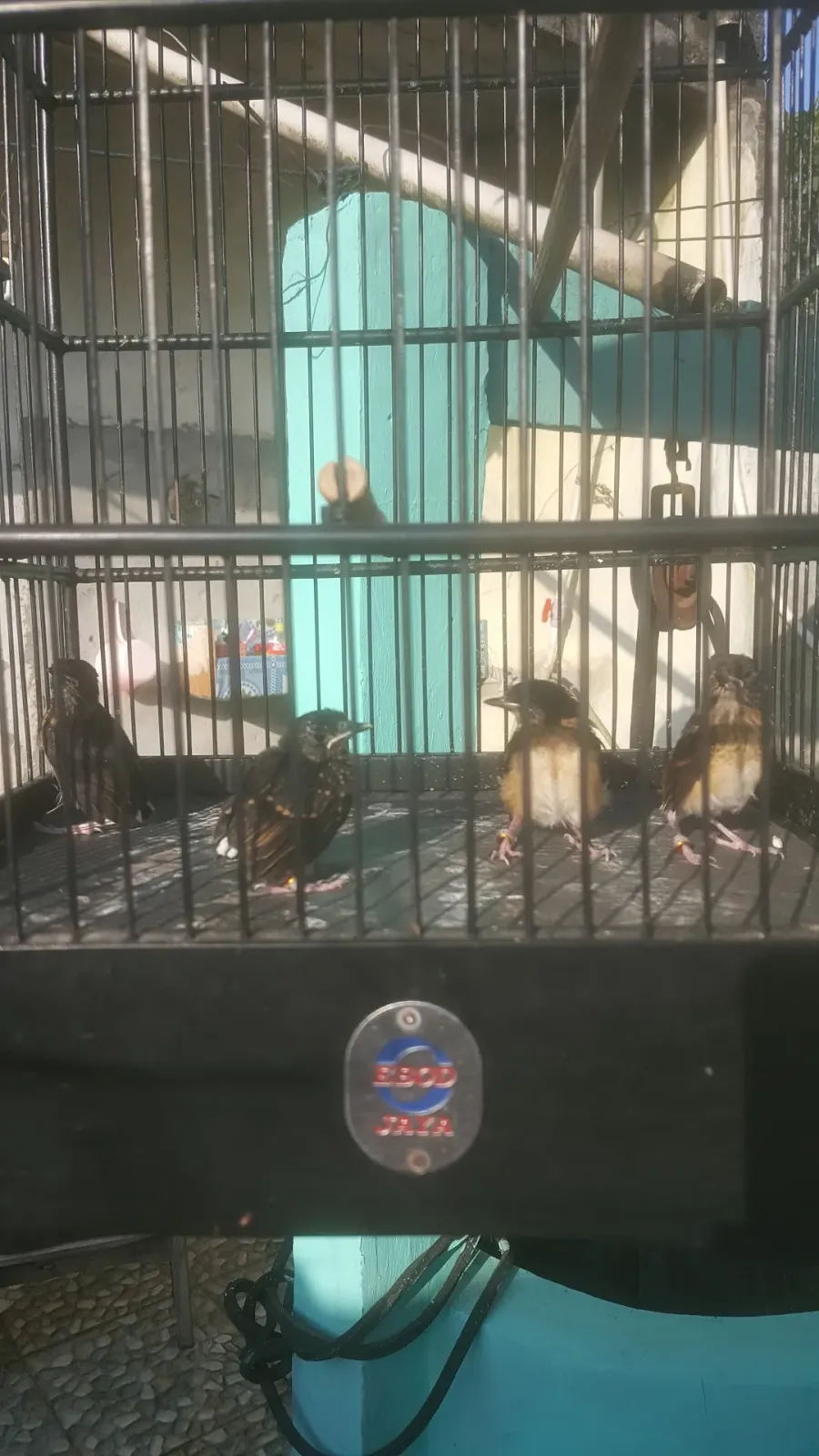 Manuk ocehan Sunardi