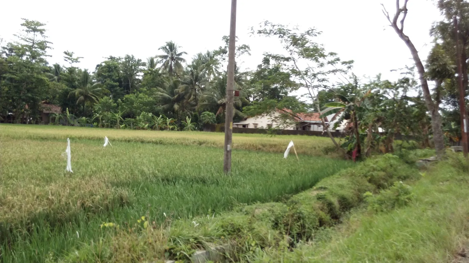 Masjid Wining