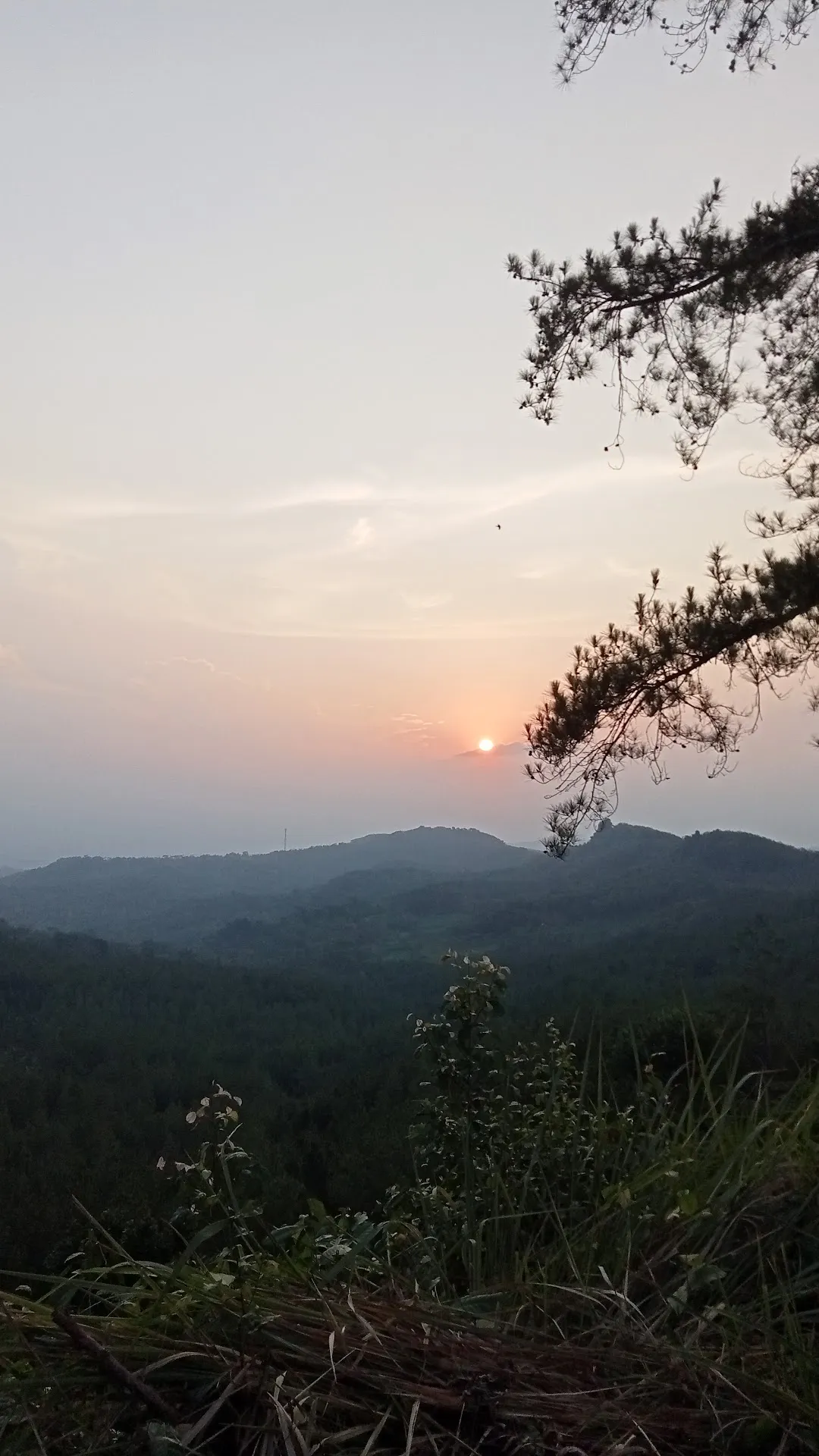 MunggangJati Forest