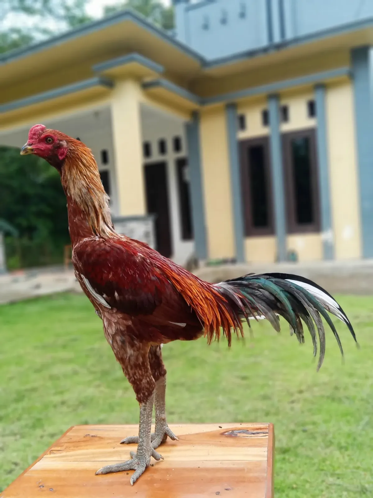 Mushola Baiturohman