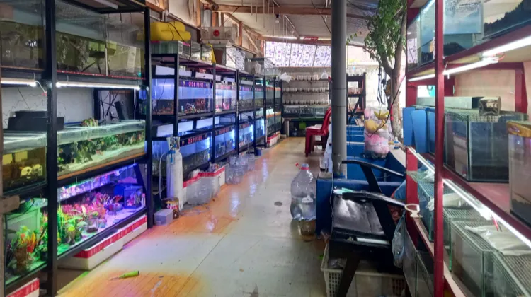 NHS FISH (grosir/ecer peralatan & Ikan Hias