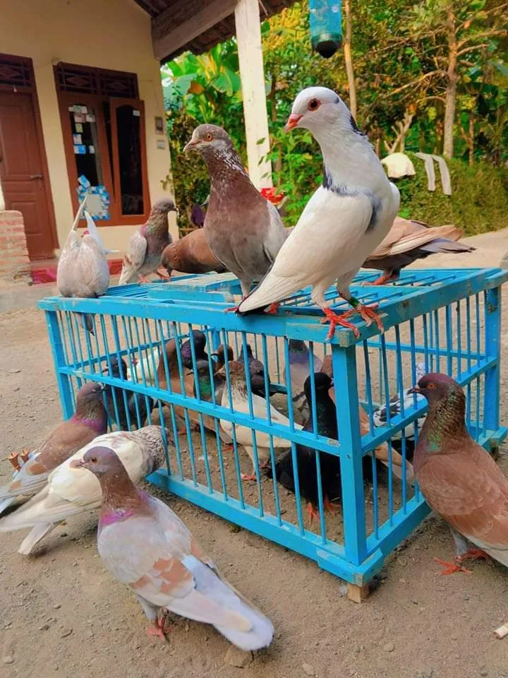 Pedot Bf (Peternak Merpati Tinggi)