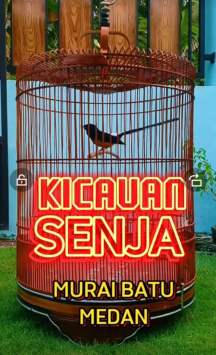 PENANGKARAN MURAI BATU " ERDIN 84 BF "