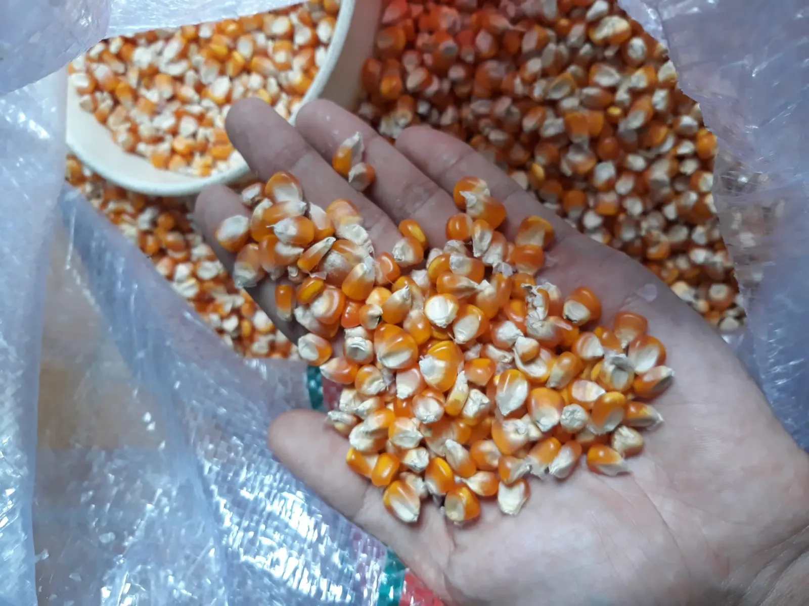 Penjual jagung bapak sariman