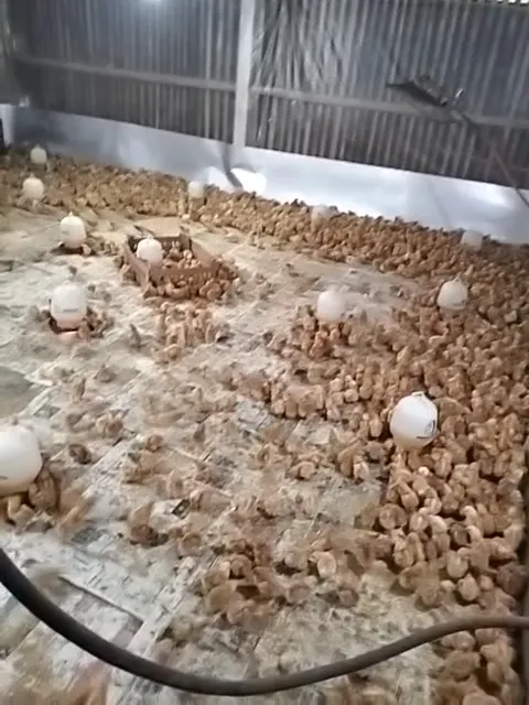 Penjualan doc ayam petelor Haris farm