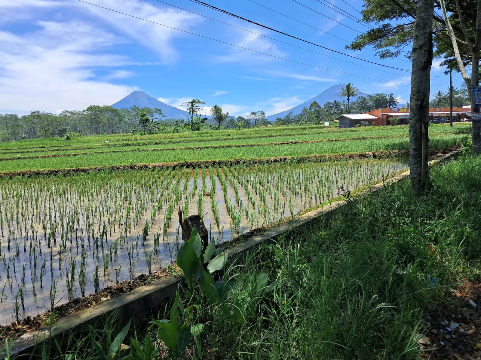 Pesawahan Rawalo Banyumas