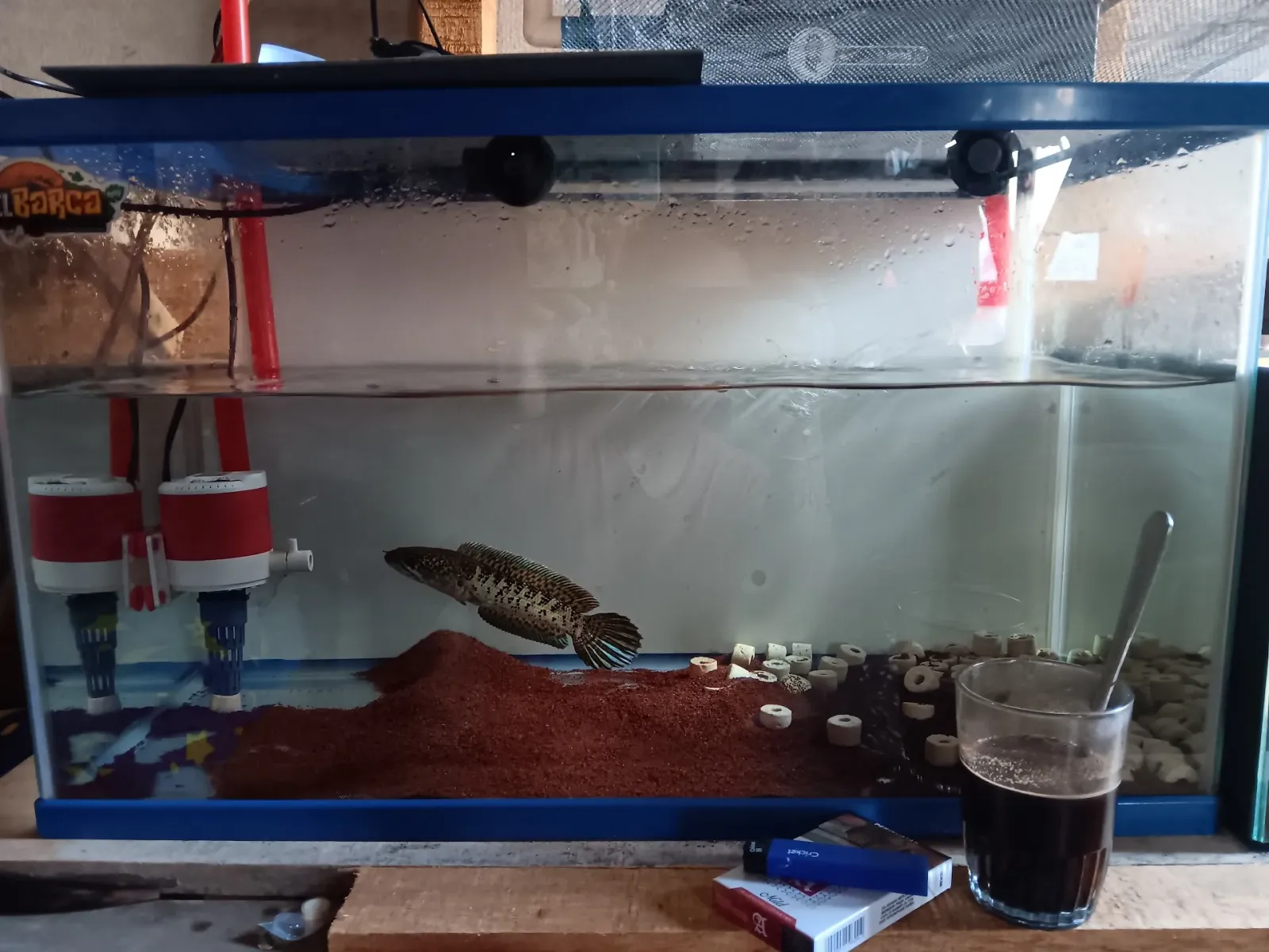 Peternak/grosir ikan cupang hias dan budidaya kutu air