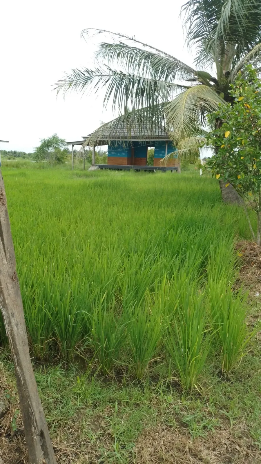 Pondok Pesantren Miftahul Barokah