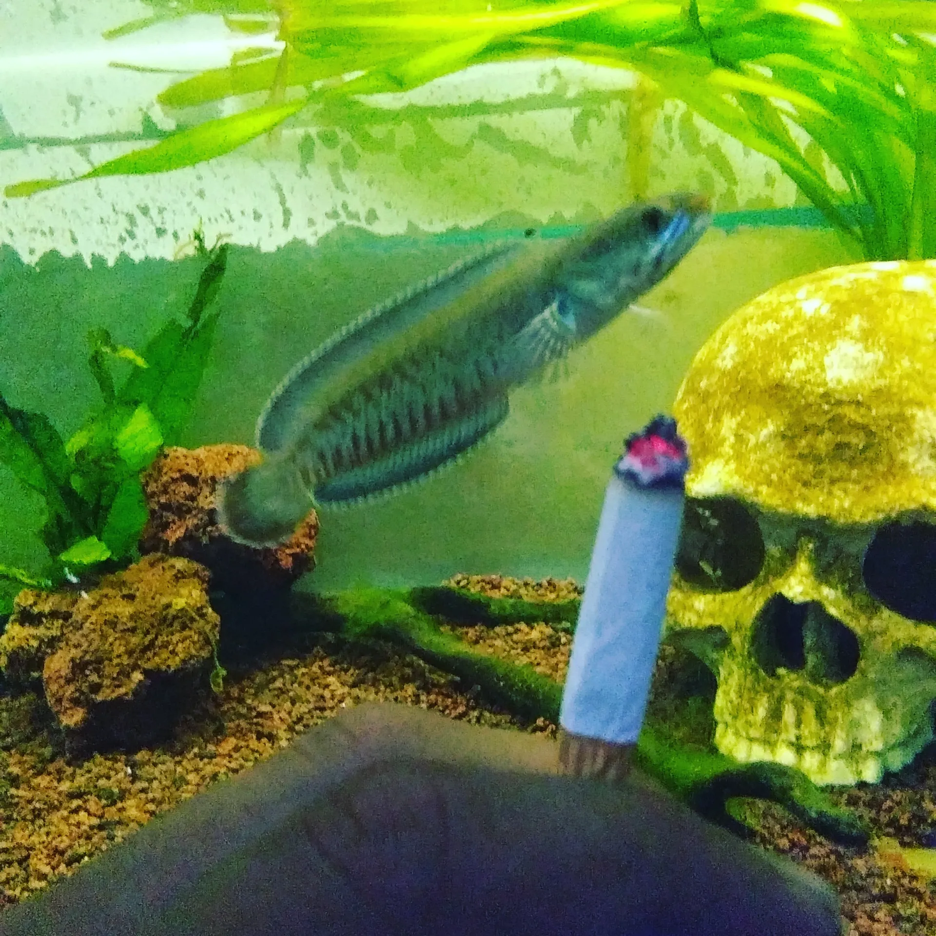 Predator Fish Shop