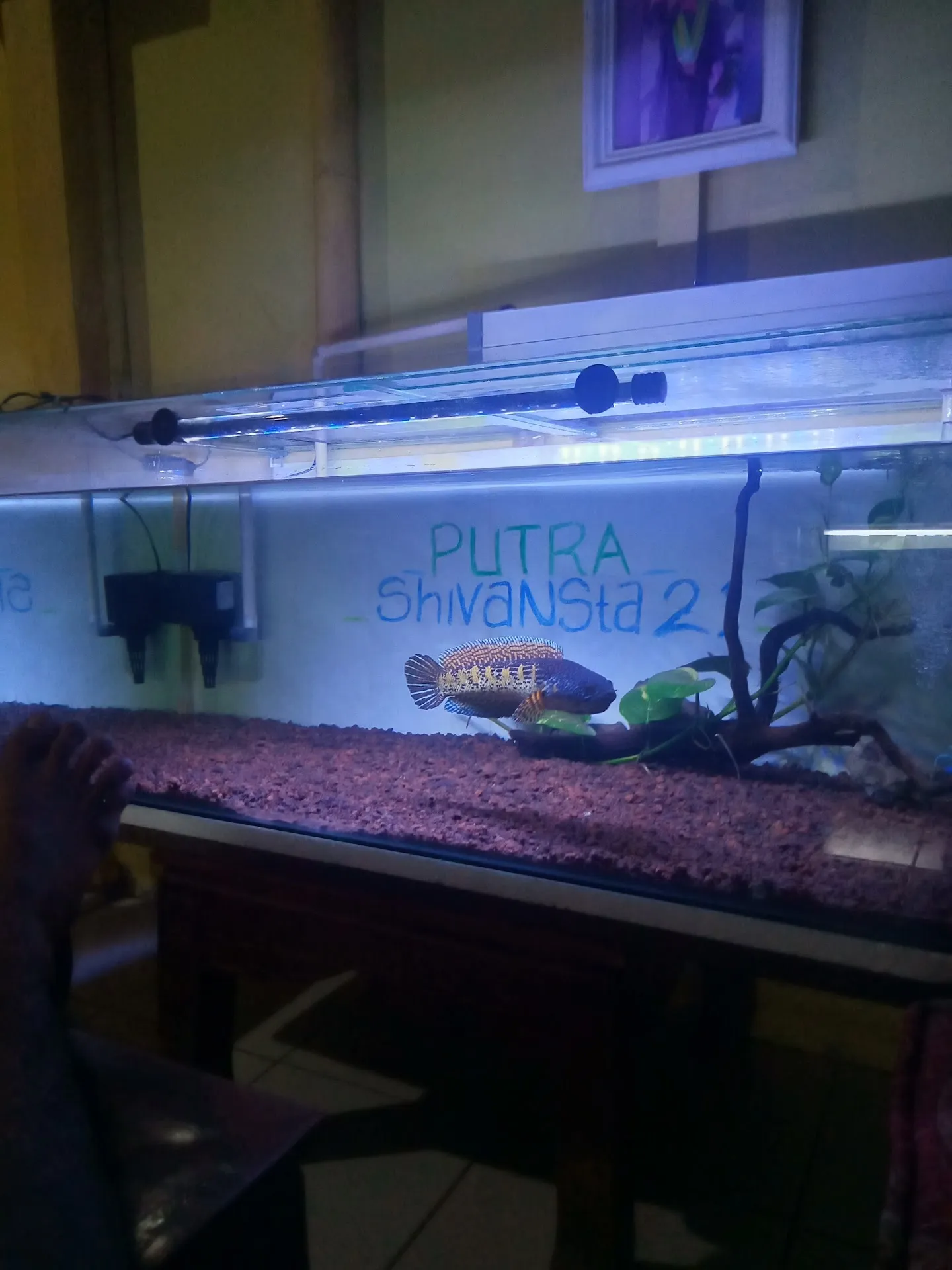 Putra21 fish