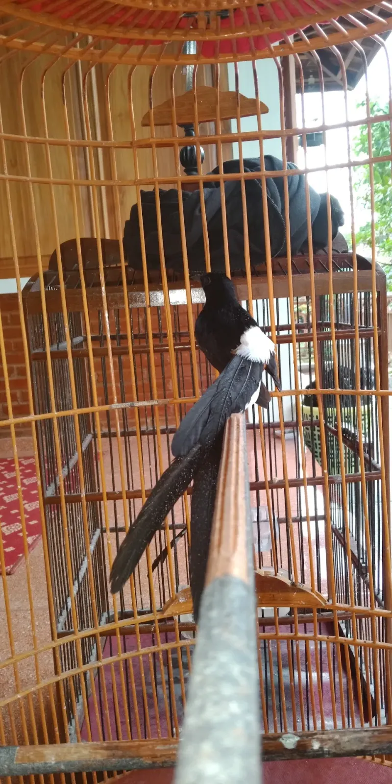 Quinn Bird Farm