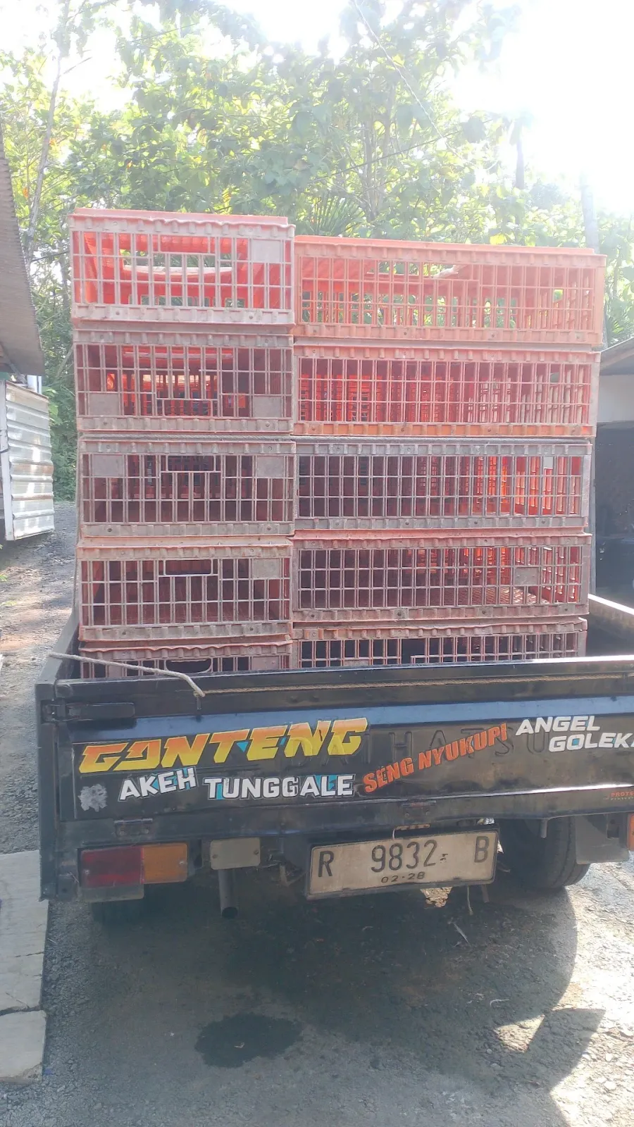 RPU AYAM KAMPUNG FRAM.( AKF)