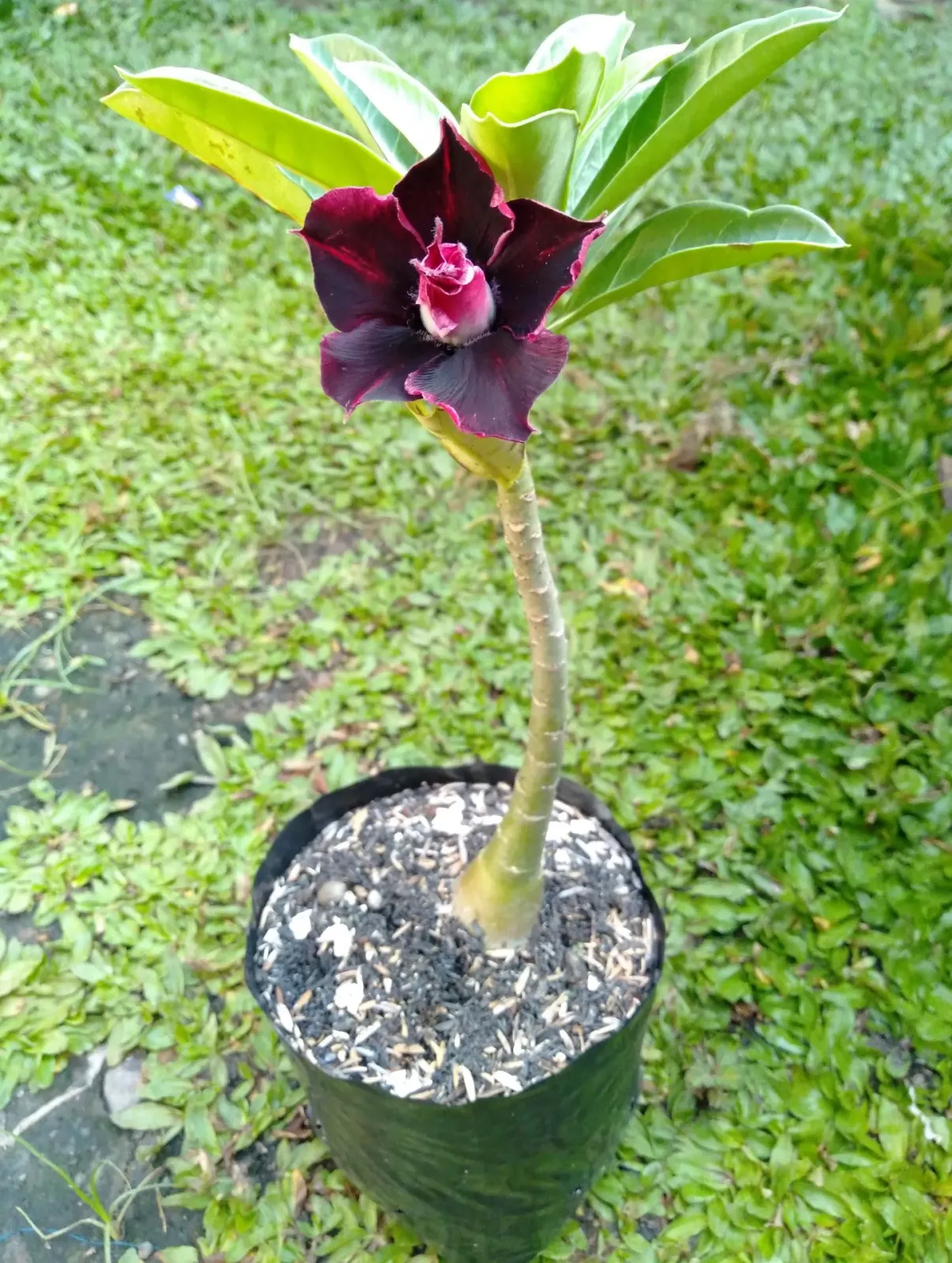Rumah Adenium Sampang (RAS) Cilacap