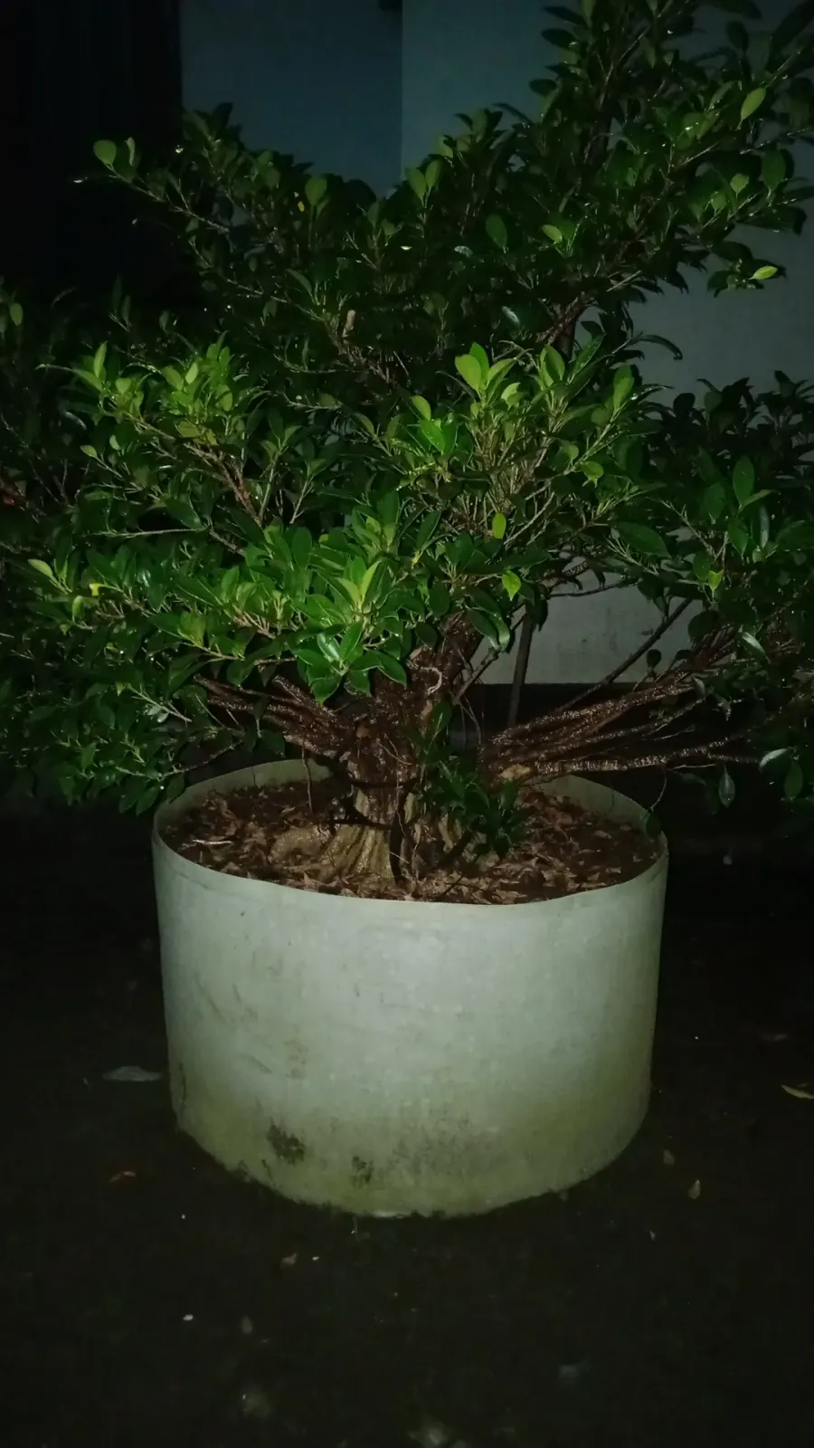 Rumah bonsai