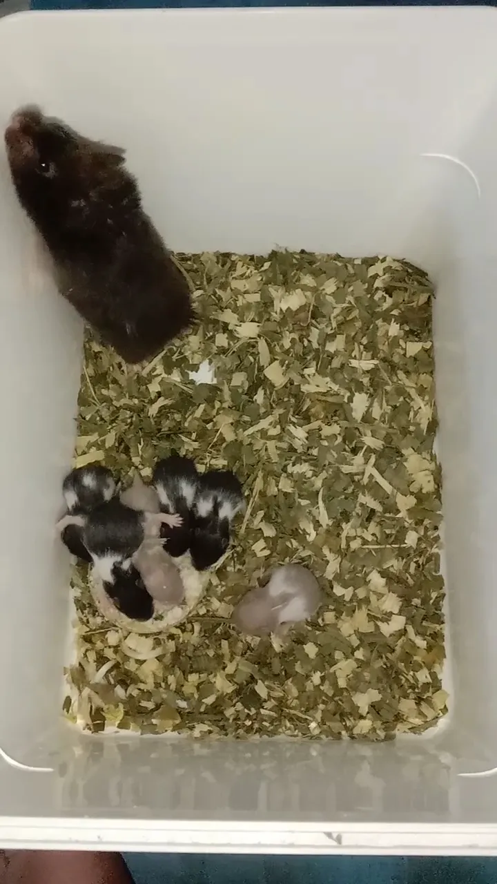 Rumah Hamster Bts
