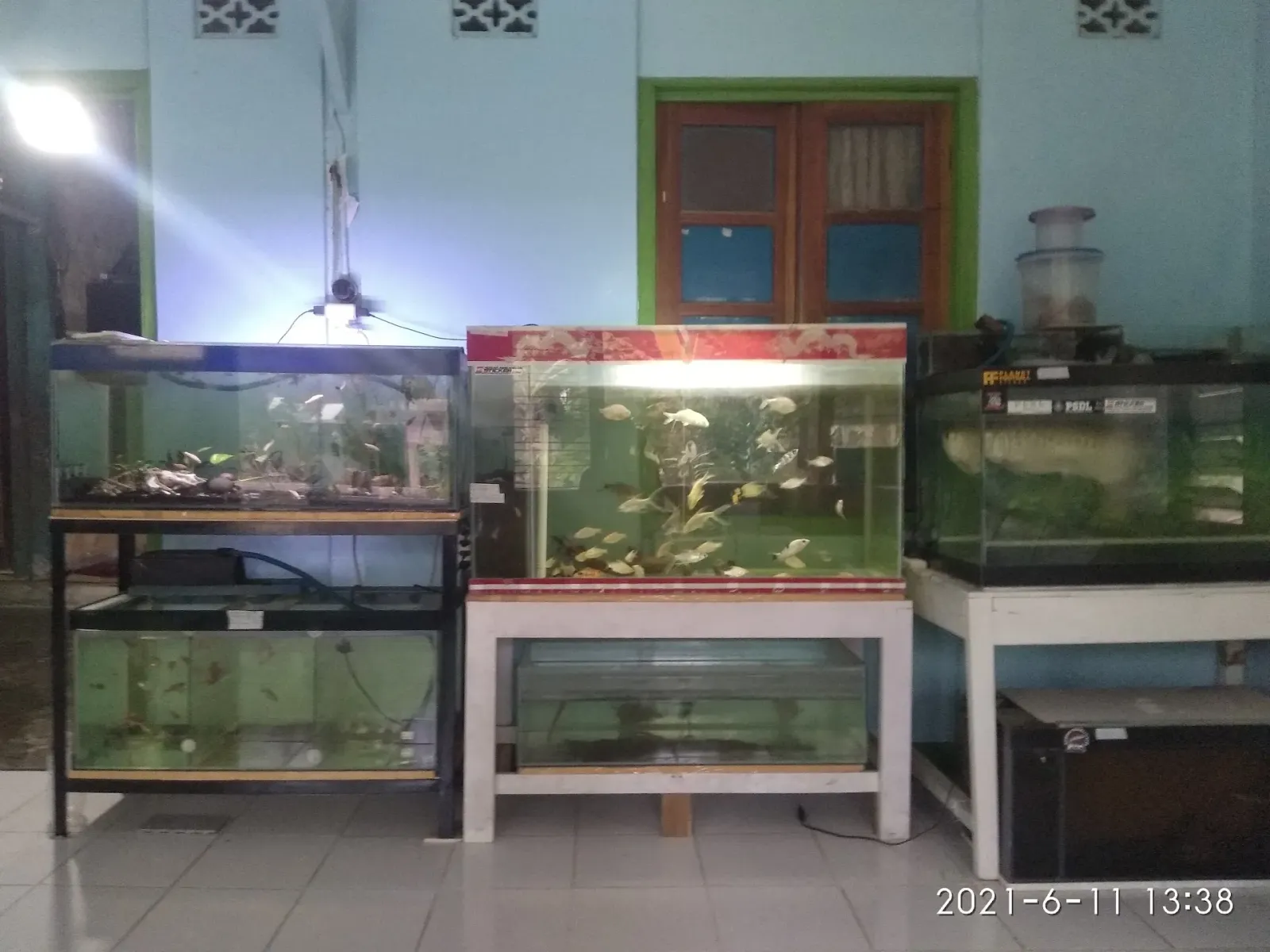 Rumah ikan dondong / ikan hias