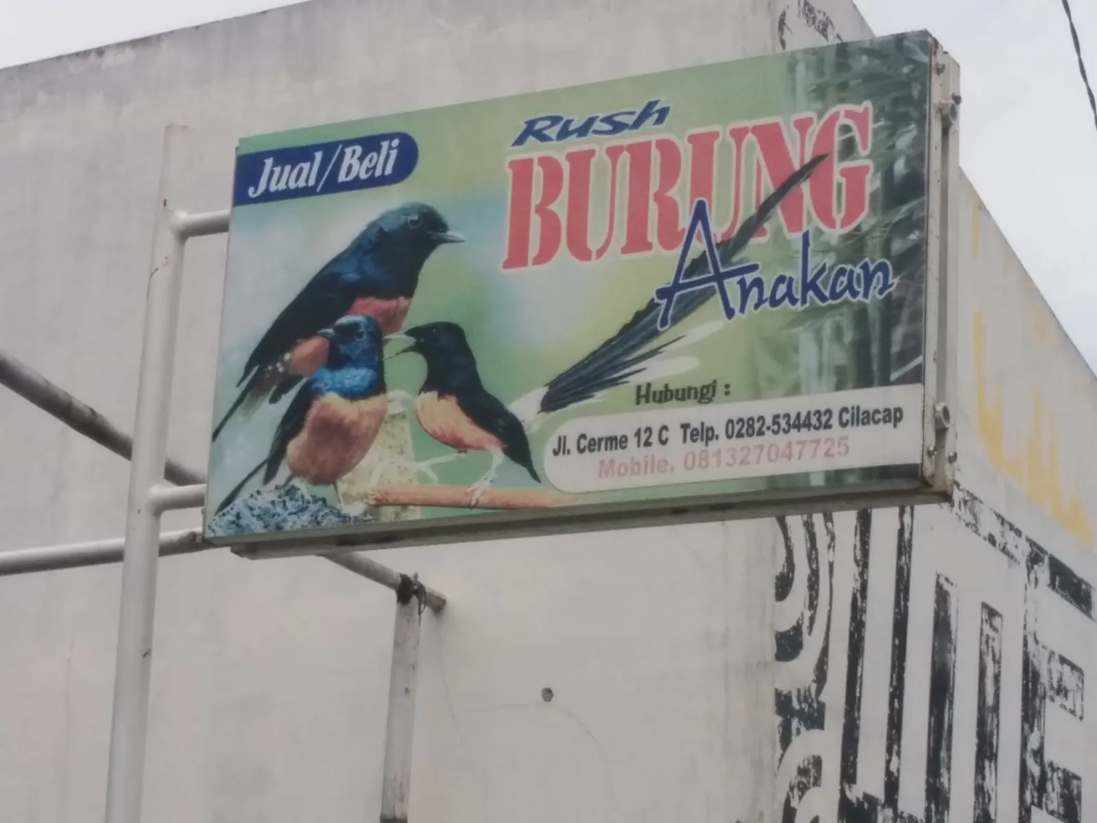 Rush Burung Anakan