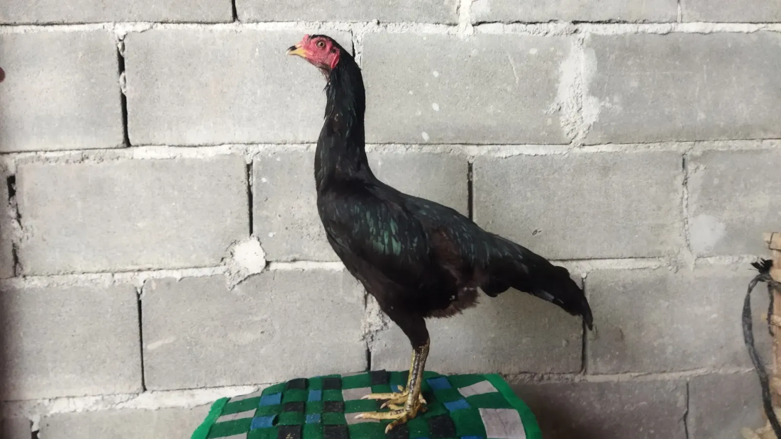 Salim Ayam Kampung