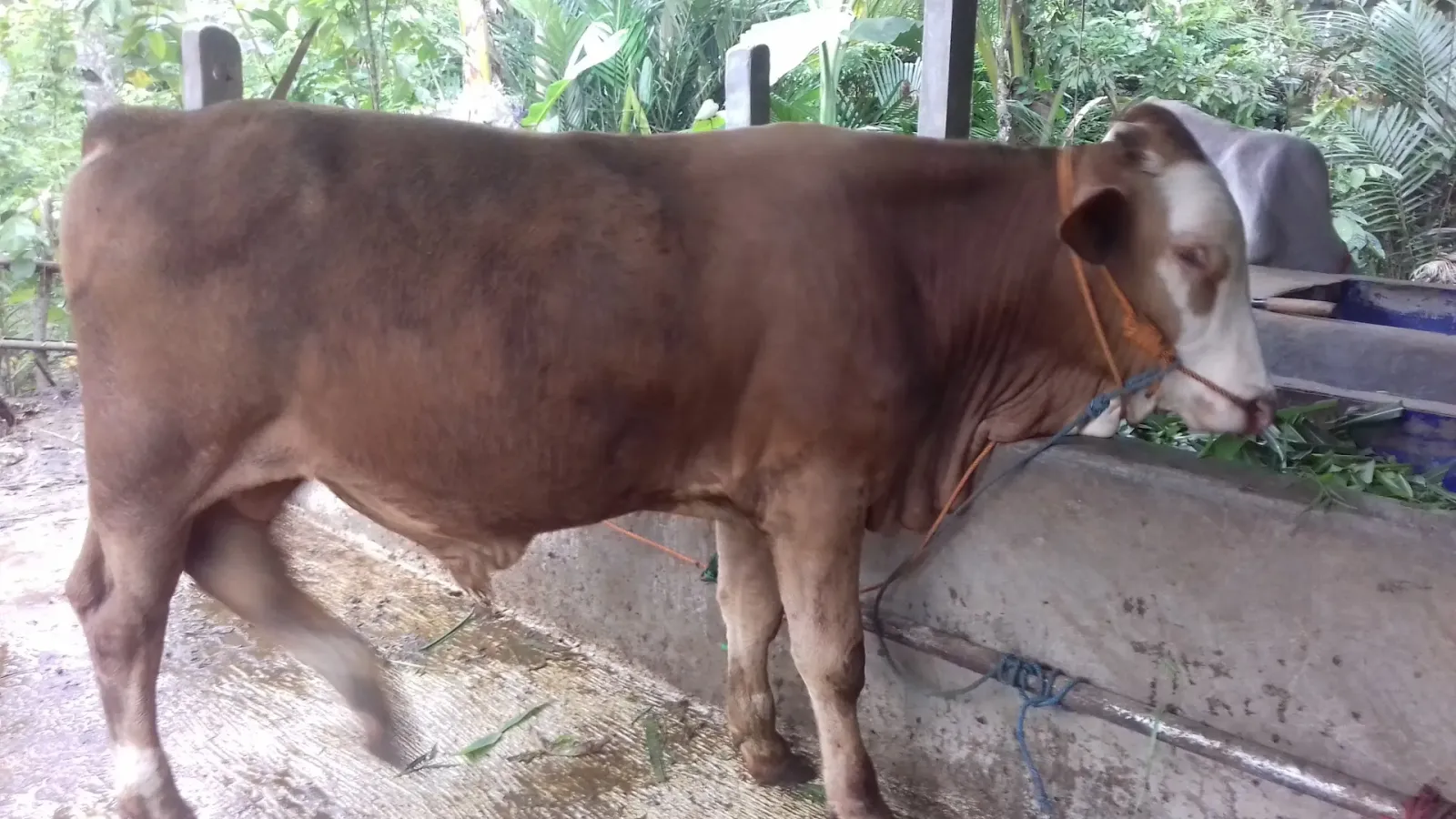 Sapi Lebak Candi