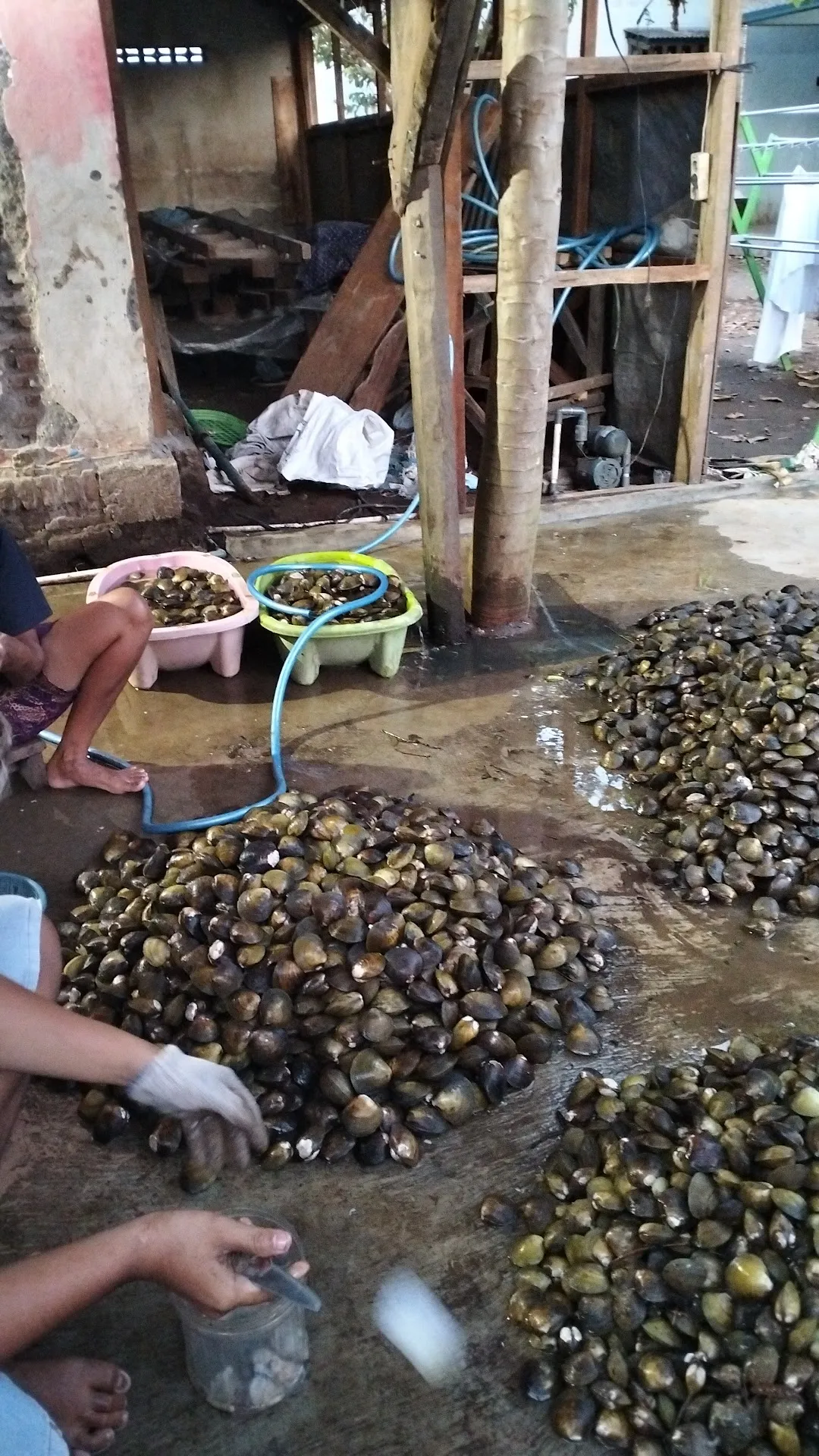 Sari laut Nusa kambangan
