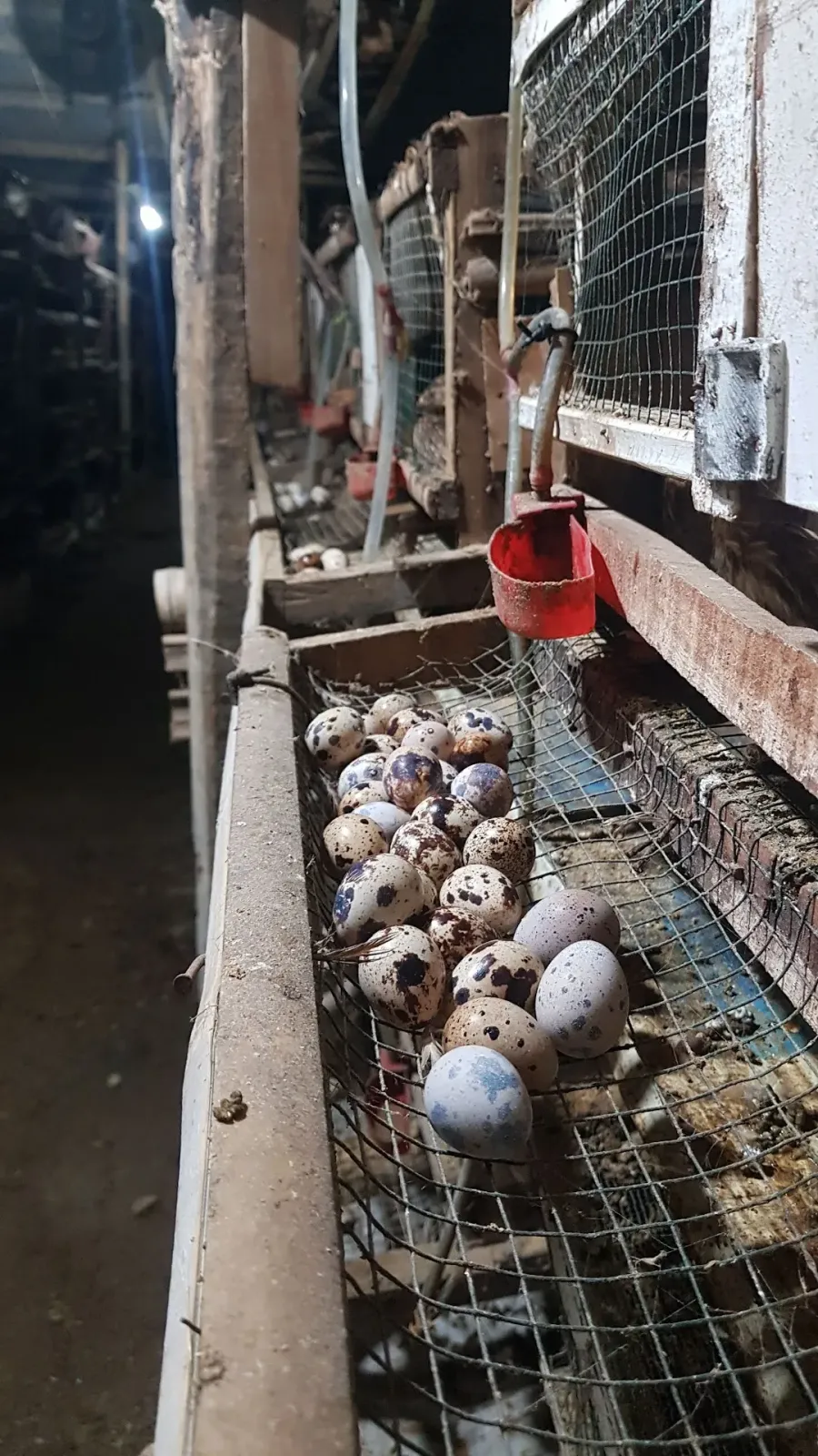 SARKAM PUYUH & PAKAN BURUNG DLL