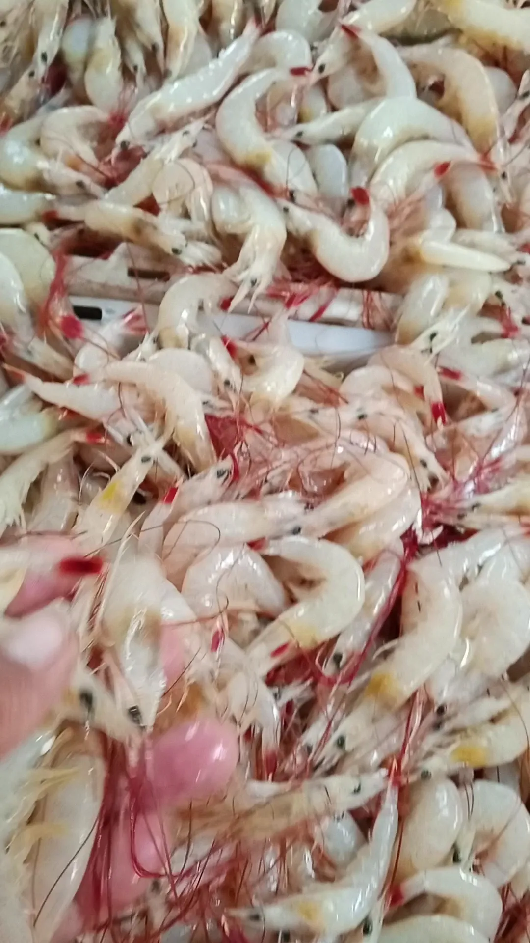 Shiny ikan/Udang laut Harian Fresh