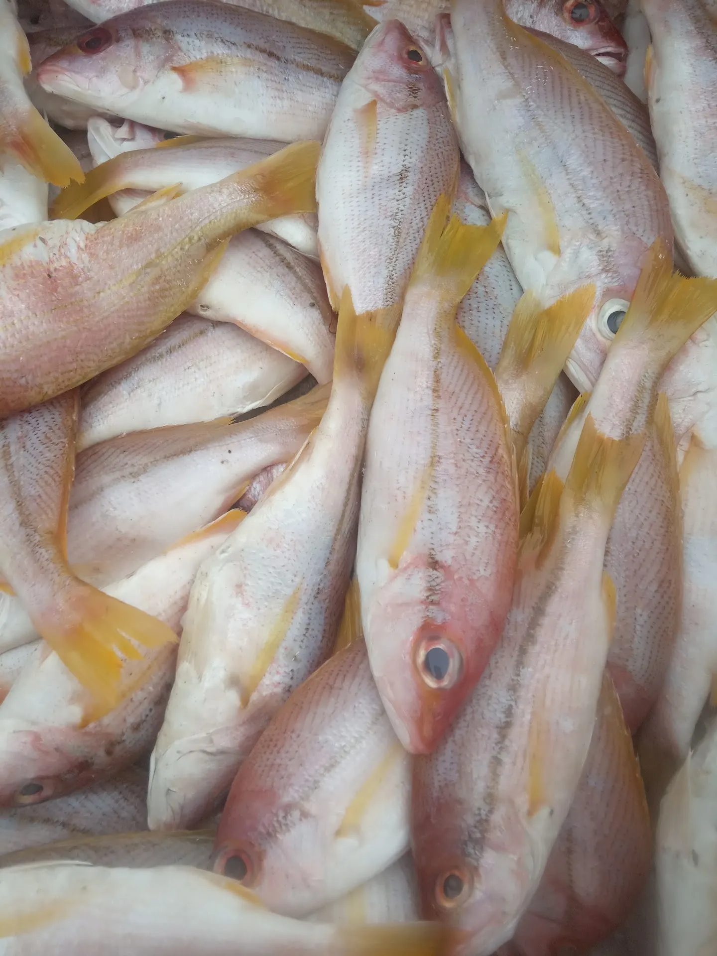 Spesialis Ikan Fresh